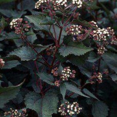 Eupatorium chocolate