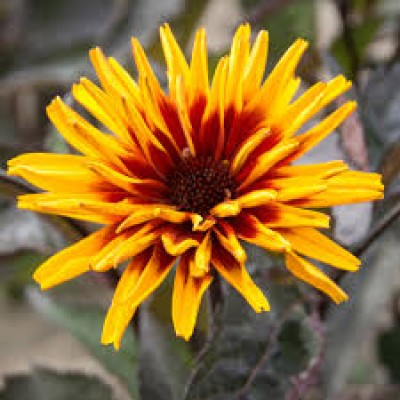 Heliopsis yellow spider