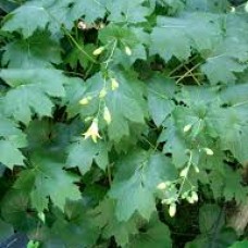 Kirengeshoma palmata