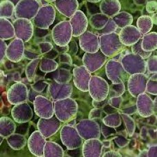 Клевер pentaphyllum Клевер pentaphyllum