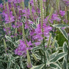 Physostegia virginiana variegata