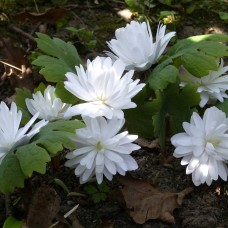 Sanguinaria flore pleno
