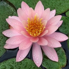 Нимфея pink opal