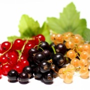 Саженцы смородины