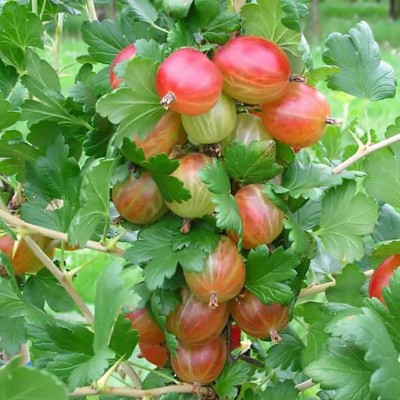 Крыжовник Ксена