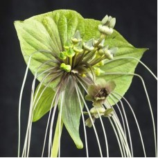 Tacca Chantrieri Green Isle
