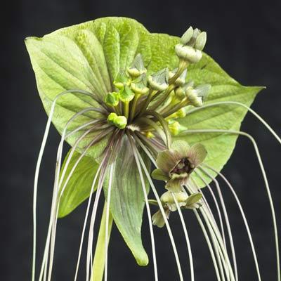 Tacca Chantrieri Green Isle