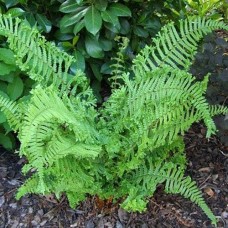 Папоротник садовый: DRYOPTERIS CRISTATA THE KING