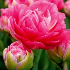 Тюльпан махровый ранний Pink Size