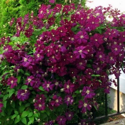 Клематис крупноцветковый Rubra