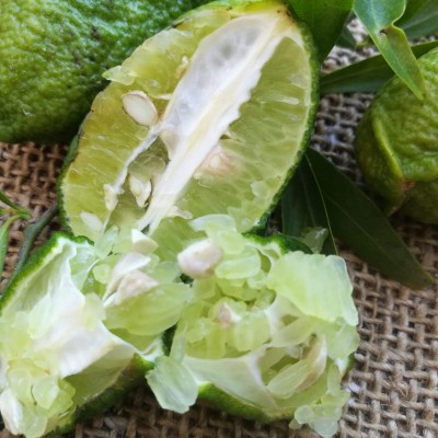 Лайм папуана Microcitrus papuana