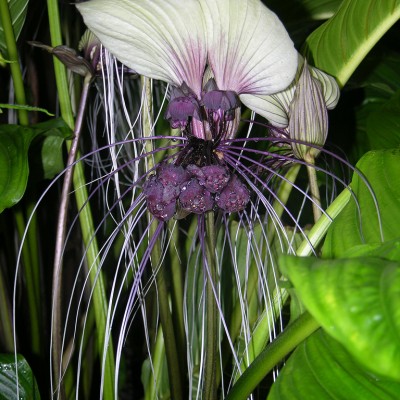 Tacca integrifolia Selecta