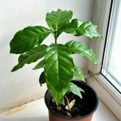 Кофе, 20 см