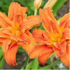 Лилейник FULVA KWANSO VARIEGATA