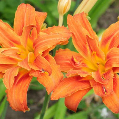 Лилейник FULVA KWANSO VARIEGATA