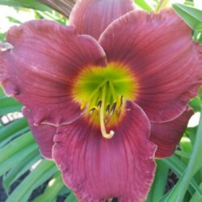 Лилейник HEMEROCALLIS MARTINA WERHAERT