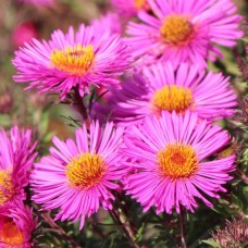 Астра ново-бельгийская "Fun Pink Dark" Астра ново-бельгийская "Fun Pink Dark"