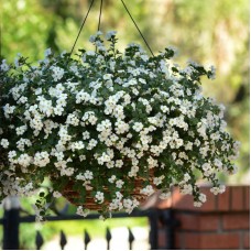 Бакопа Ампельная "Mega Copa White" Бакопа Ампельная "Mega Copa White"