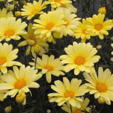 Аргирантемум "Double Primrose"