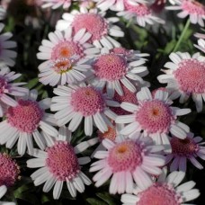 Аргирантемум "Double Pink"