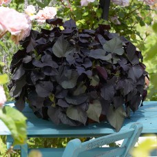 Ипомея ампельная Батат "Black Tone"