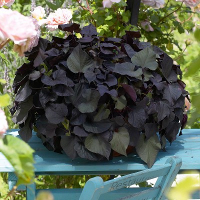 Ипомея ампельная Батат "Black Tone"