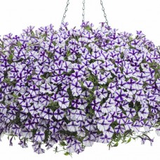 Сурфиния "Violet Star"