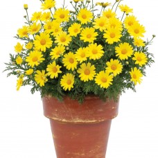 Аргирантемум "Crested Yellow"