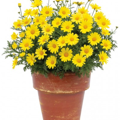 Аргирантемум "Crested Yellow"