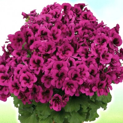 Пеларгония королевская Purple