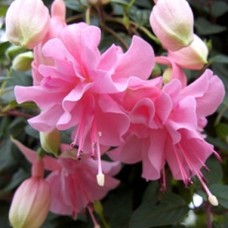 Фуксия ампельная "Pink Galore" Фуксия ампельная "Pink Galore"
