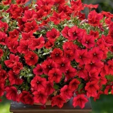 Сурфиния "Dark Red"