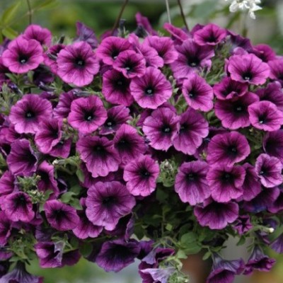 Петуния ампельная "Veranda Orchid"