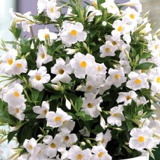 Дипладения Classic white Дипладения Classic white