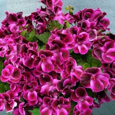 Пеларгония королевская Clarion violet Пеларгония королевская Clarion violet