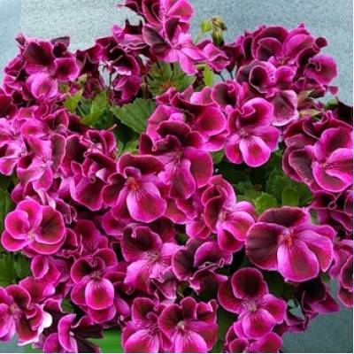 Пеларгония королевская Clarion violet