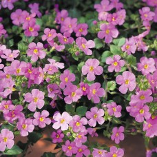 Бакопа Ампельна "Gulliver Pink" Бакопа Ампельна "Gulliver Pink"