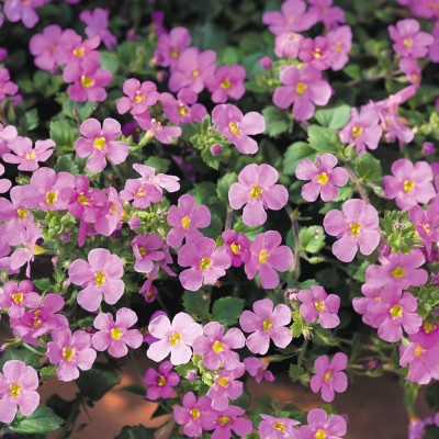 Бакопа Ампельна "Gulliver Pink"
