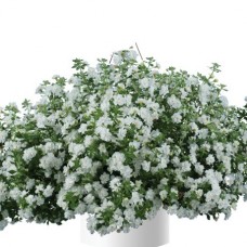 Бакопа Махровая Ампельная "Double Snowball" Бакопа Махровая Ампельная "Double Snowball"