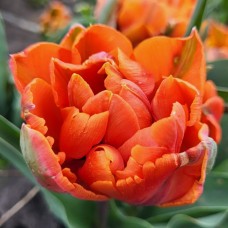 Тюльпан махровый поздний Orange Princess
