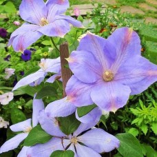 Клематисы крупноцветковые Mrs Cholmondeley