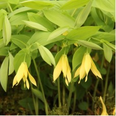 UVULARIA PALLIDA