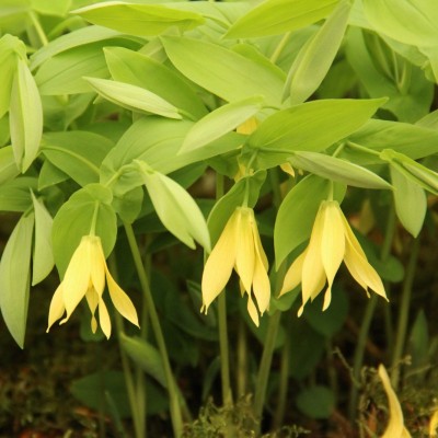 UVULARIA PALLIDA
