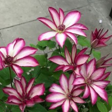 Клематисы крупноцветковые Picotte