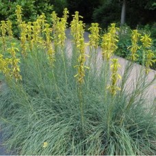 ASPHODELINE LUTEA ASPHODELINE LUTEA