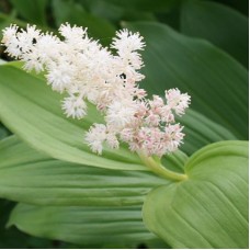 SMILACINA RACEMOSA