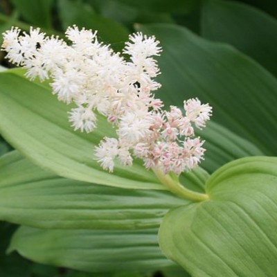 SMILACINA RACEMOSA