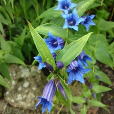 GENTIANA ASCLEPIADEA GENTIANA ASCLEPIADEA