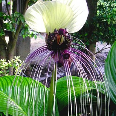 Tacca nivea