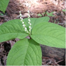 CHLORANTHUS SERRATUS
